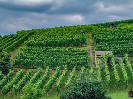 Ein guter Tropfen für Bildung - Jetzt Strahlemann Wein bestellen