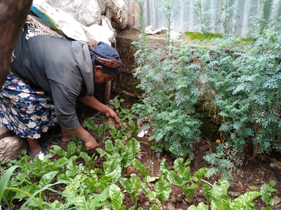 Diese Frau aus Addis Abeba hat eine Ausbildung zum Anbau von vielfältigen Obst- und Gemüsesorten abgeschlossen.
