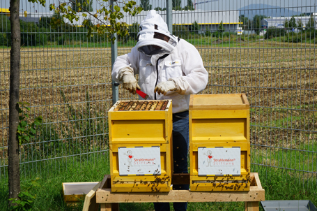 Neues aus dem Strahlemann-Bienenstock